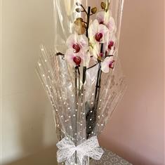 Elegant Phalaenopsis Orchid 